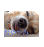 Chihuahua Ramune（個別スタンプ：1）