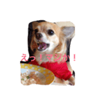 Chihuahua Ramune（個別スタンプ：2）