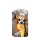 Chihuahua Ramune（個別スタンプ：4）
