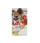 Chihuahua Ramune（個別スタンプ：5）
