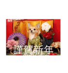 Chihuahua Ramune（個別スタンプ：6）
