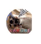 Chihuahua Ramune（個別スタンプ：7）