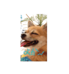 Chihuahua Ramune（個別スタンプ：8）