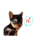 casey dogs 3（個別スタンプ：1）