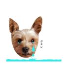 casey dogs 3（個別スタンプ：2）