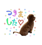 casey dogs 3（個別スタンプ：3）