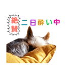 casey dogs 3（個別スタンプ：4）