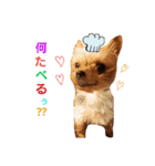 casey dogs 3（個別スタンプ：5）