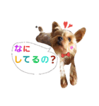 casey dogs 3（個別スタンプ：6）