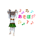 casey dogs 3（個別スタンプ：7）