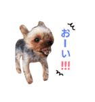 casey dogs 3（個別スタンプ：8）