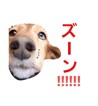 casey dogs 3（個別スタンプ：10）