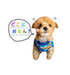 casey dogs 3（個別スタンプ：11）