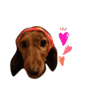 casey dogs 3（個別スタンプ：13）
