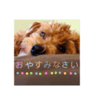 casey dogs 3（個別スタンプ：14）
