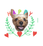 casey dogs 3（個別スタンプ：15）