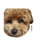 casey dogs 3（個別スタンプ：16）