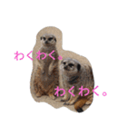 動物園のどうぶつ。（個別スタンプ：4）