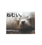 動物園のどうぶつ。（個別スタンプ：5）