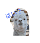 動物園のどうぶつ。（個別スタンプ：6）