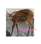 動物園のどうぶつ。（個別スタンプ：8）