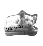 動物園のどうぶつ。（個別スタンプ：10）