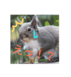 動物園のどうぶつ。（個別スタンプ：11）
