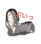 動物園のどうぶつ。（個別スタンプ：12）
