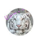 動物園のどうぶつ。（個別スタンプ：13）