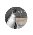 動物園のどうぶつ。（個別スタンプ：16）