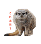 動物園のどうぶつ。（個別スタンプ：17）