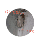 動物園のどうぶつ。（個別スタンプ：23）