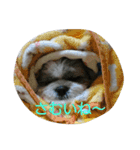shih-tzu Azusa（個別スタンプ：1）