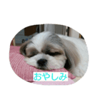 shih-tzu Azusa（個別スタンプ：2）