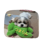 shih-tzu Azusa（個別スタンプ：3）