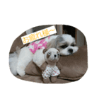 shih-tzu Azusa（個別スタンプ：4）