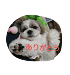shih-tzu Azusa（個別スタンプ：5）