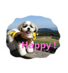 shih-tzu Azusa（個別スタンプ：6）