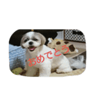 shih-tzu Azusa（個別スタンプ：7）