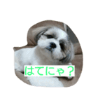 shih-tzu Azusa（個別スタンプ：8）