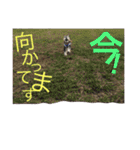 Schnauzer no Kotaro desu（個別スタンプ：1）
