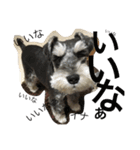 Schnauzer no Kotaro desu（個別スタンプ：2）