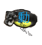 Schnauzer no Kotaro desu（個別スタンプ：3）