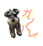 Schnauzer no Kotaro desu（個別スタンプ：4）