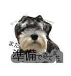 Schnauzer no Kotaro desu（個別スタンプ：5）