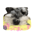 Schnauzer no Kotaro desu（個別スタンプ：6）