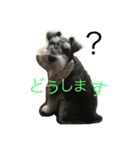 Schnauzer no Kotaro desu（個別スタンプ：7）