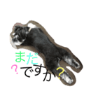 Schnauzer no Kotaro desu（個別スタンプ：8）