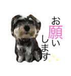 Schnauzer no Kotaro desu（個別スタンプ：9）