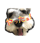 Schnauzer no Kotaro desu（個別スタンプ：10）